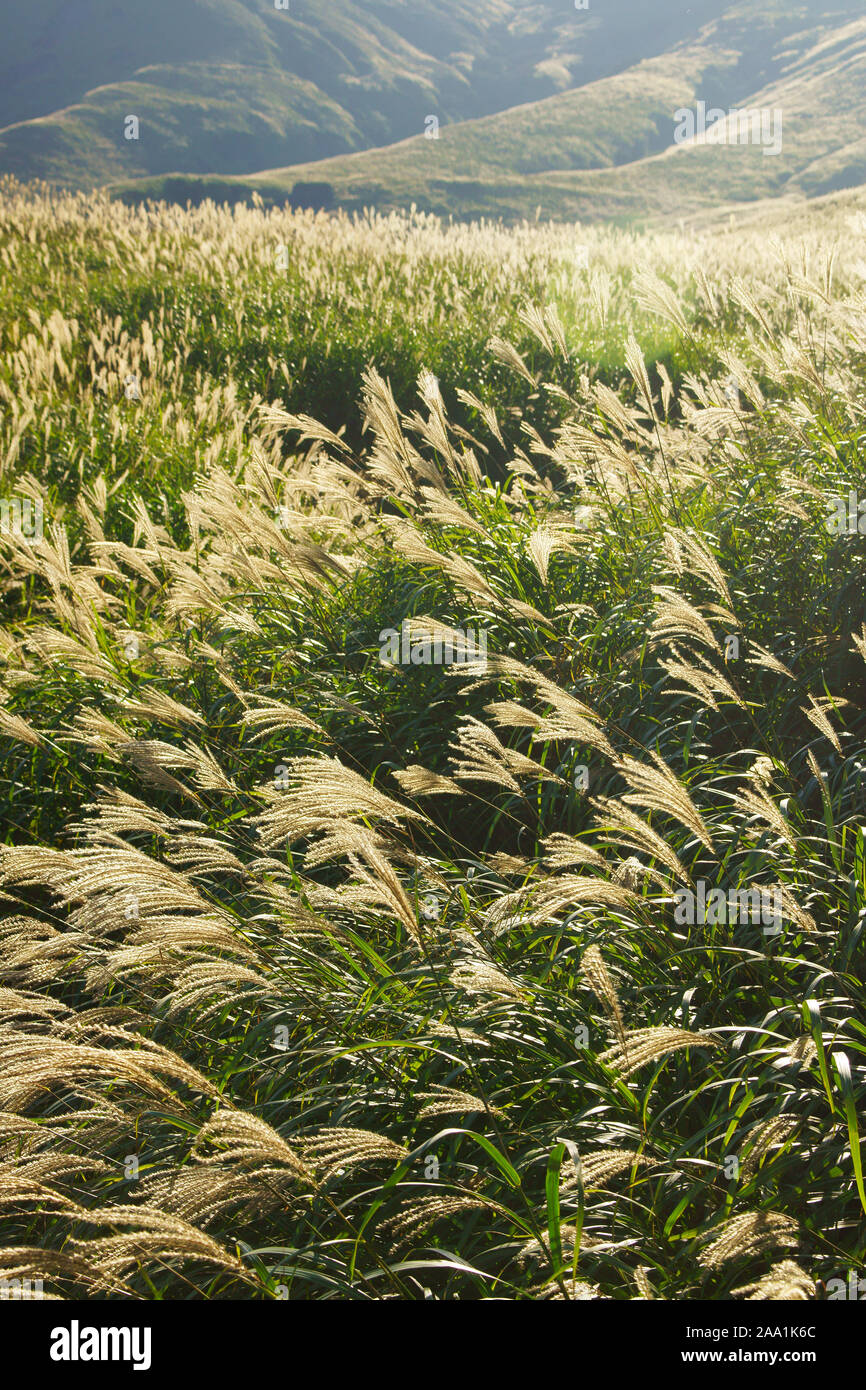 Japanese Silver Grass Field Aso Kumamoto Prefecture Japan Stock Photo Alamy