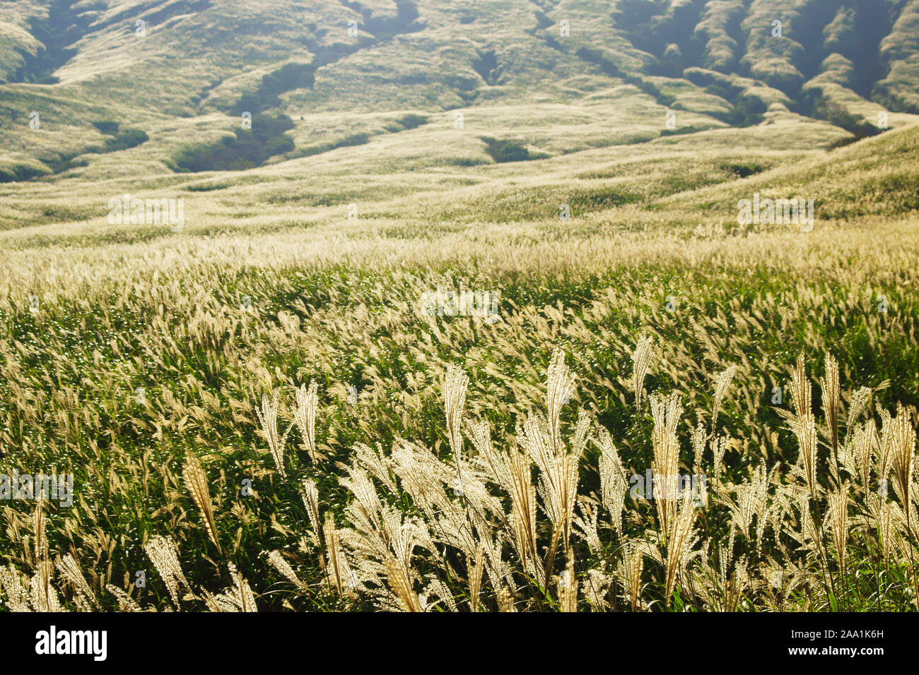 Japanese Silver Grass Field Aso Kumamoto Prefecture Japan Stock Photo Alamy