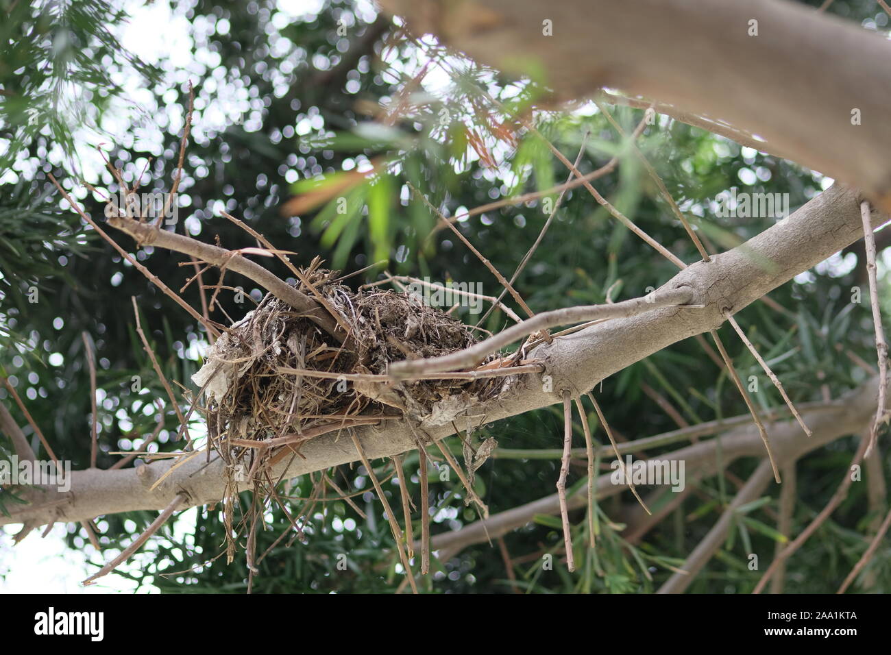 Abandoned bird nest sitting on tree branch during during summer. Stock Photo