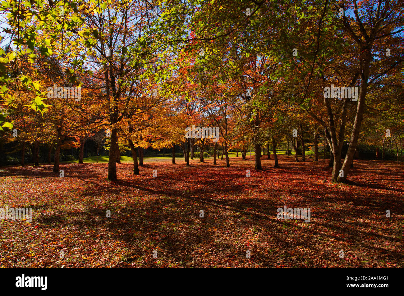 Japanese Fall Foliage Stock Photo