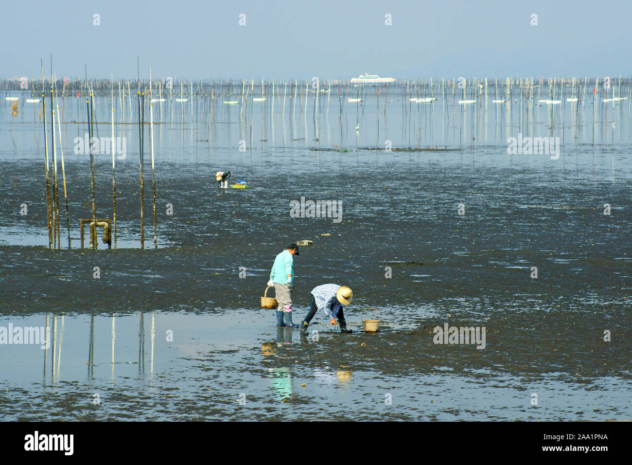 Clam digging hires stock photography and images Alamy