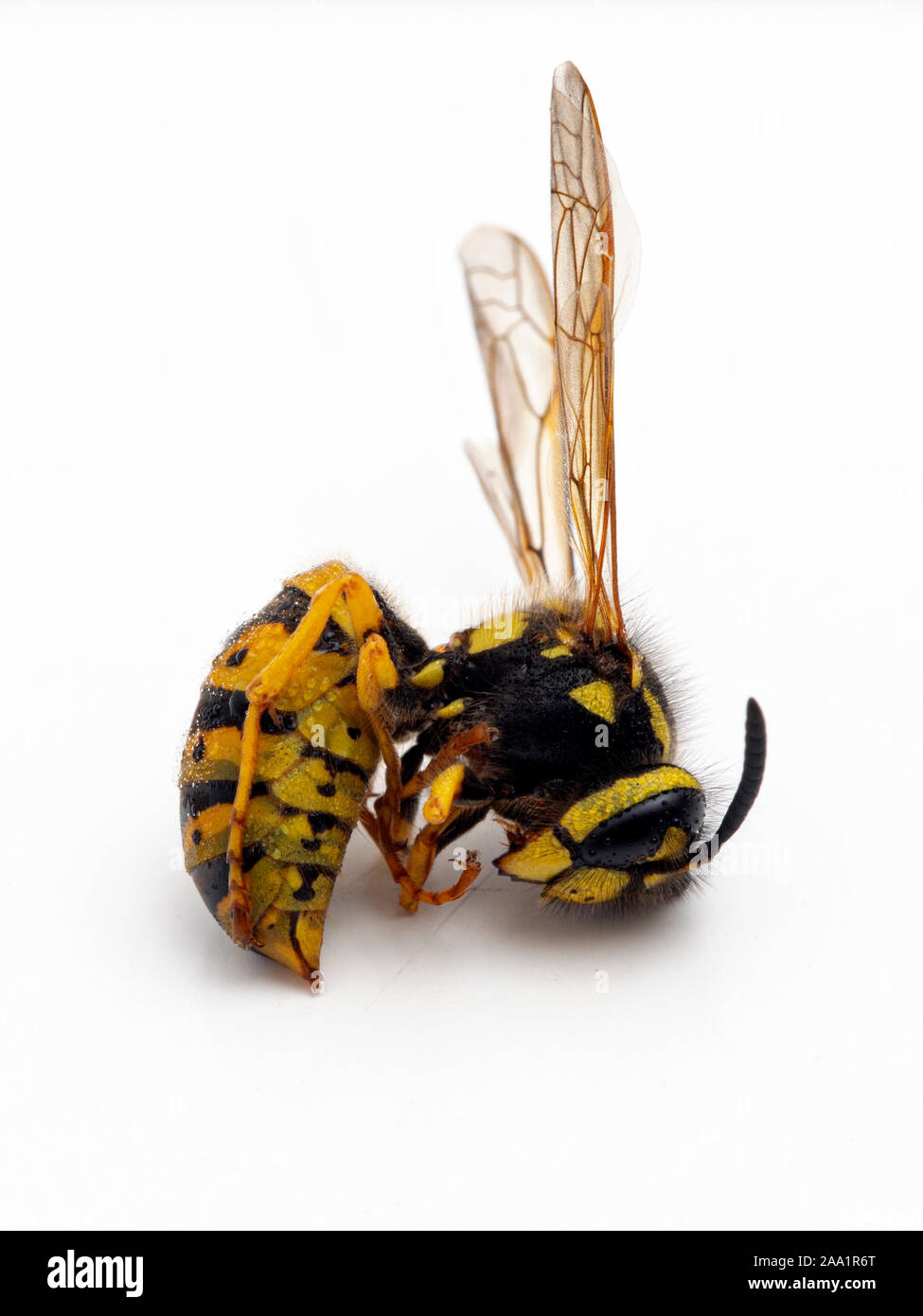 dead aerial yellowjacket wasp, Dolichovespula arenaria, with water droplets, isolated Stock Photo