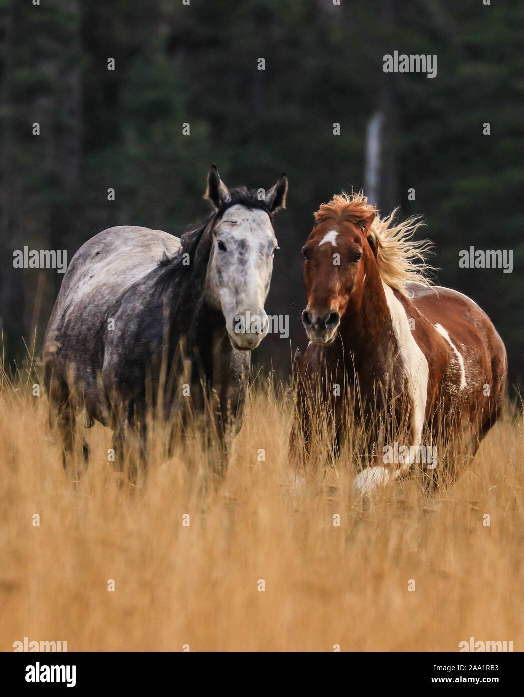 Two Ranch horses galloping in Whitefish Montana Stock Photo