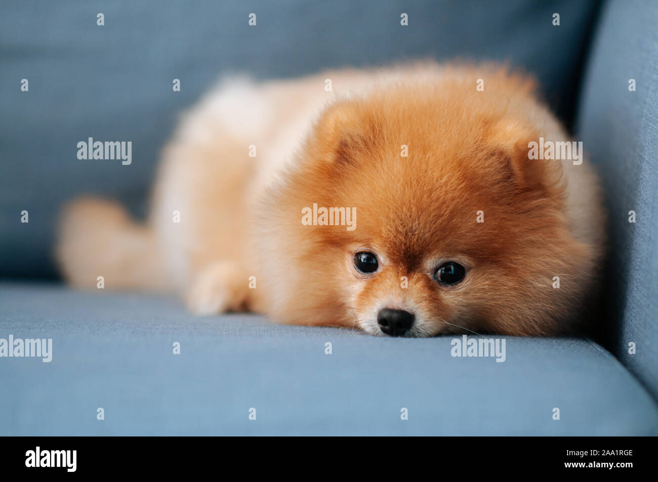 are german spitz puppies lazy