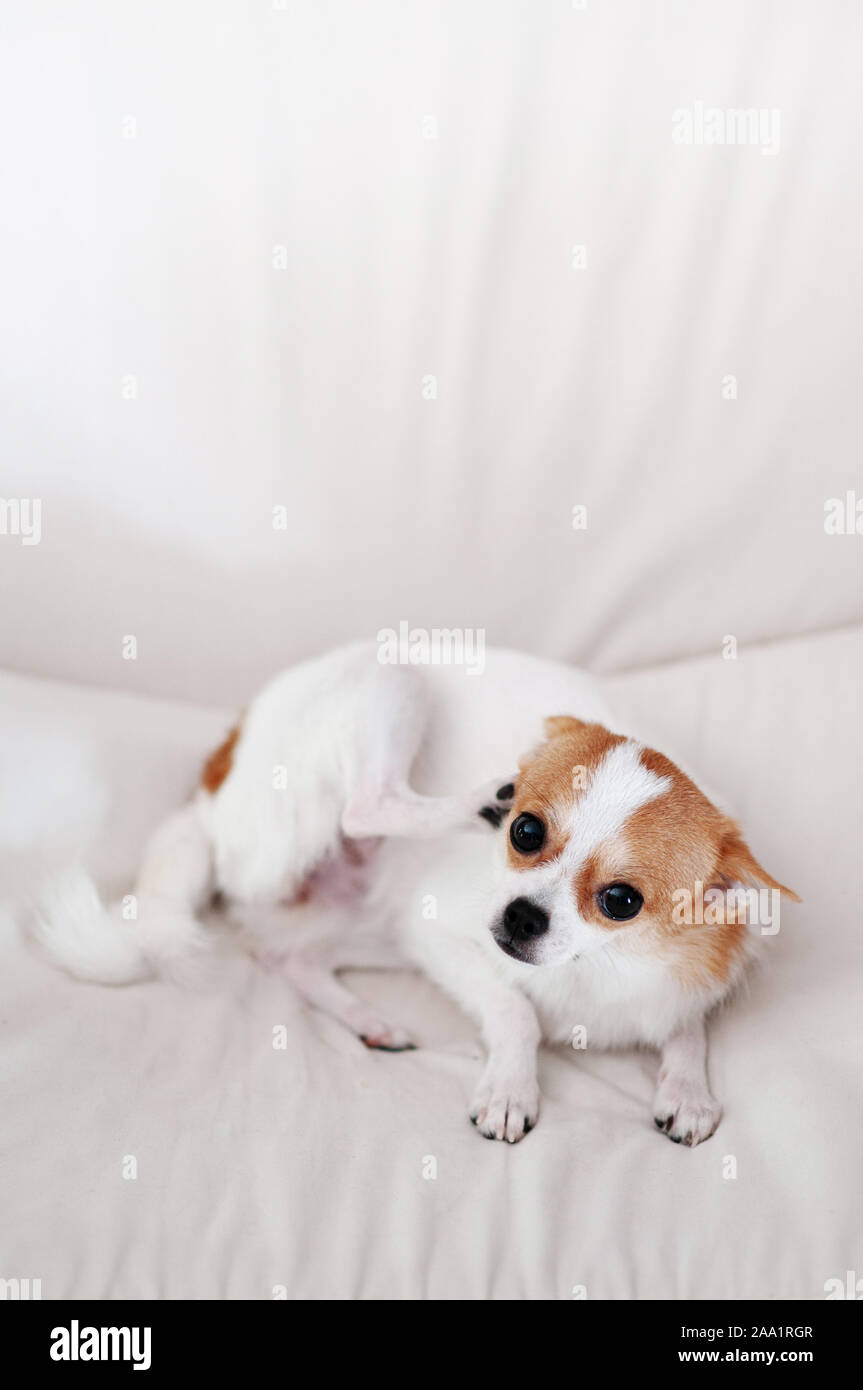 Why Is My Puppy Scratching The Sofa