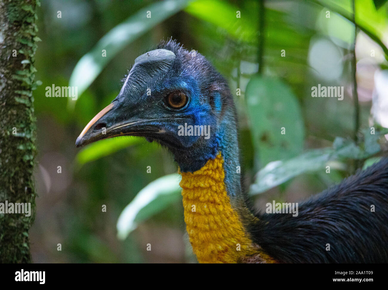 Northern Cassowary (Casuarius unappendiculatus) in rainforest in West Papua, New Guinea Stock Photo