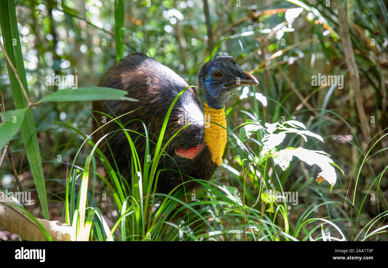 Northern Cassowary (Casuarius unappendiculatus) in rainforest in West Papua, New Guinea Stock Photo