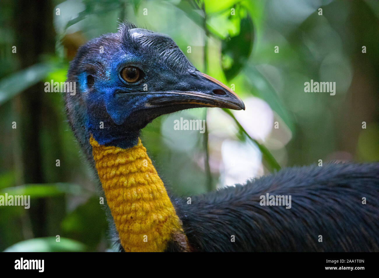 Northern Cassowary (Casuarius unappendiculatus) in rainforest in West Papua, New Guinea Stock Photo