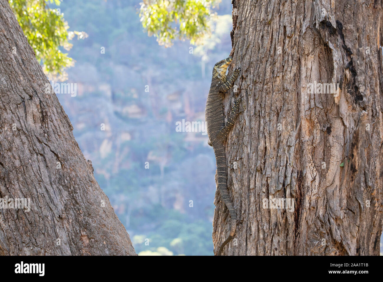Lace Monitor (Varanus varius) climbing on a tree. Also known as a goanna. Stock Photo