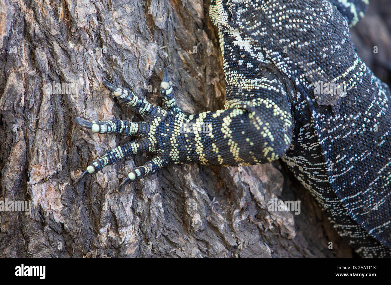 Detail of the front leg of a Lace Monitor (Varanus varius) climbing on a tree. Also known as a goanna. Stock Photo