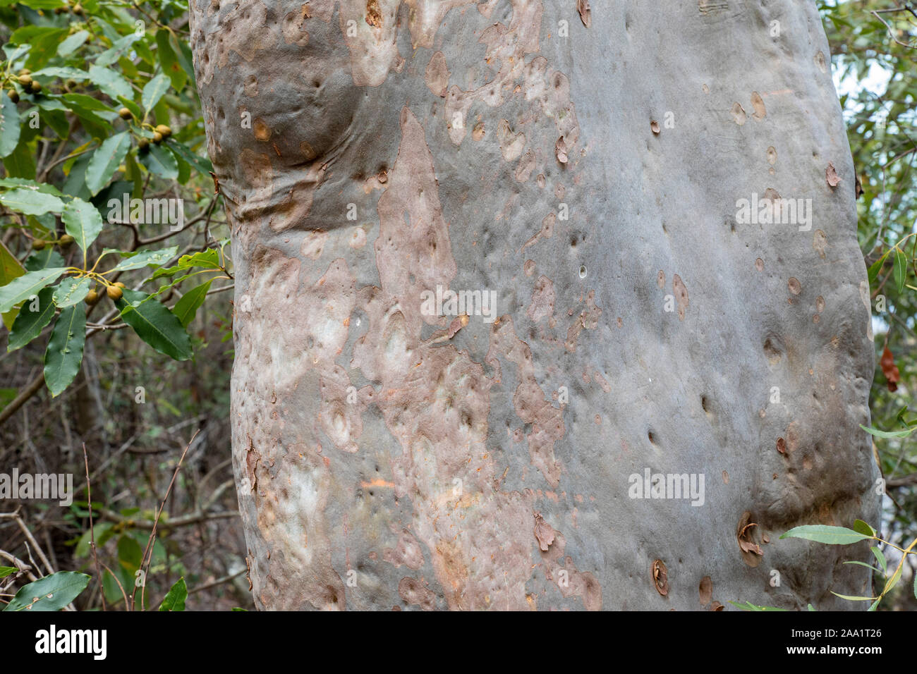 Bark patterns on an Angophora costata, a common woodland and forest tree of Eastern Australia. Closely related to eucalytpus, this species is also com Stock Photo