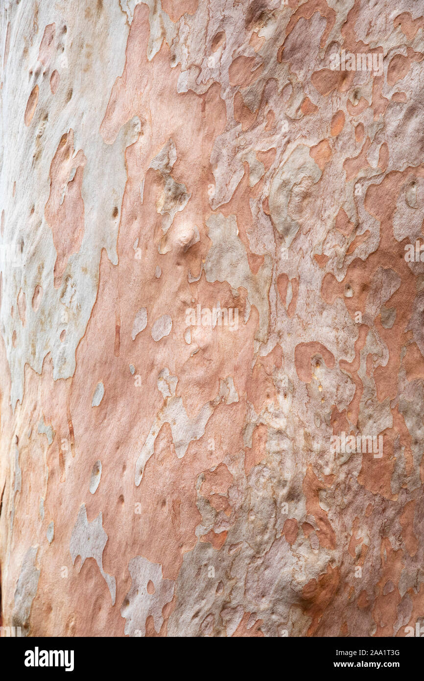 Bark patterns on an Angophora costata, a common woodland and forest tree of Eastern Australia. Closely related to eucalytpus, this species is also com Stock Photo