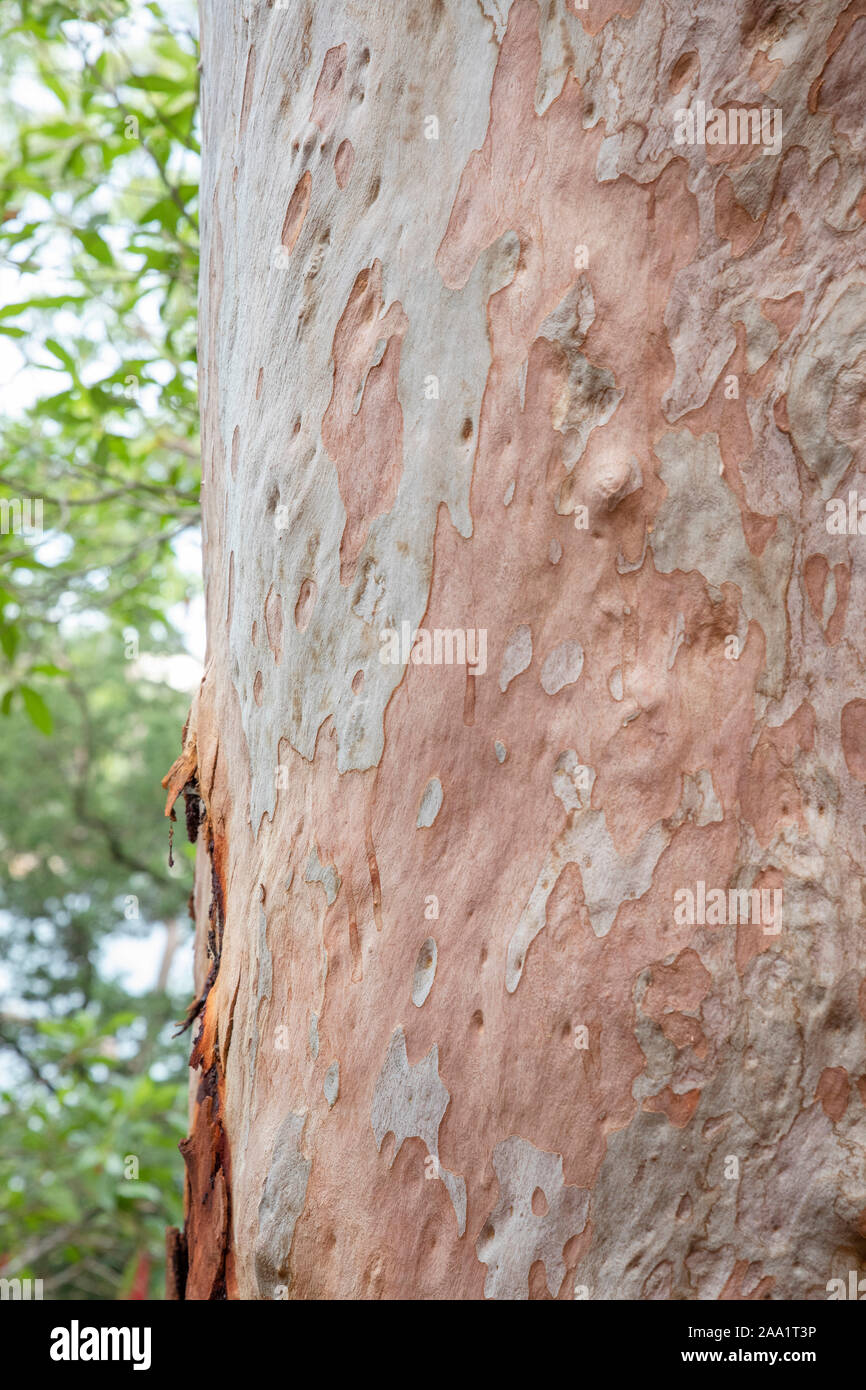 Bark patterns on an Angophora costata, a common woodland and forest tree of Eastern Australia. Closely related to eucalytpus, this species is also com Stock Photo