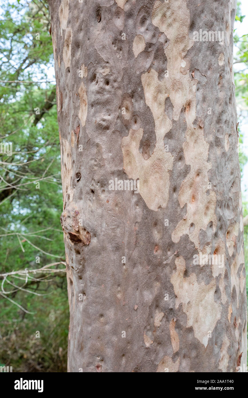 Bark patterns on an Angophora costata, a common woodland and forest tree of Eastern Australia. Closely related to eucalytpus, this species is also com Stock Photo