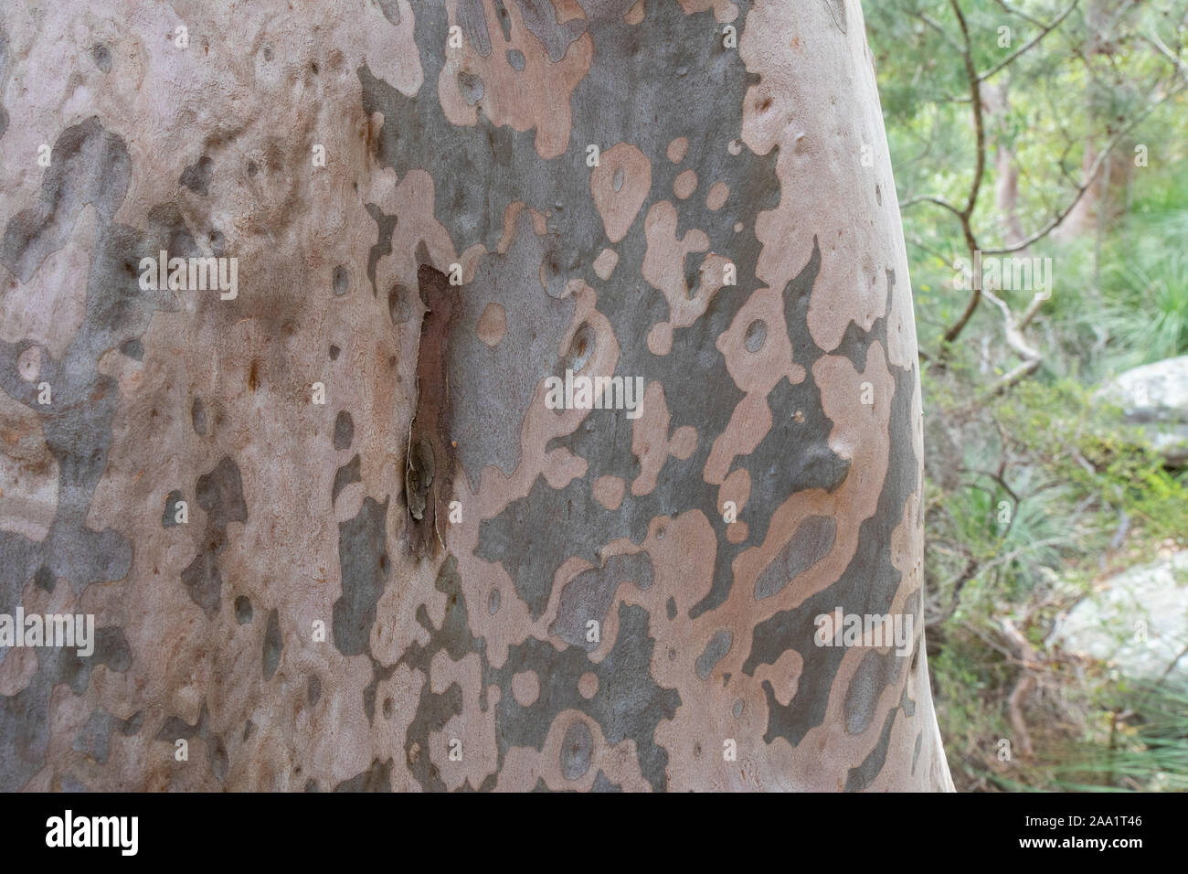 Bark patterns on an Angophora costata, a common woodland and forest tree of Eastern Australia. Closely related to eucalytpus, this species is also com Stock Photo