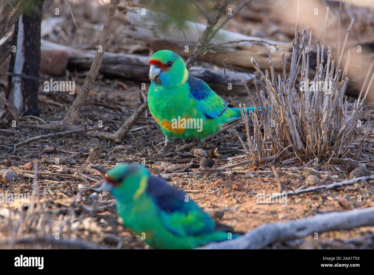 Australian Ringneck parrot (Barnardius zonarius) feeding on the ground in outback Queensland. Also known as Mallee Ringneck. Stock Photo