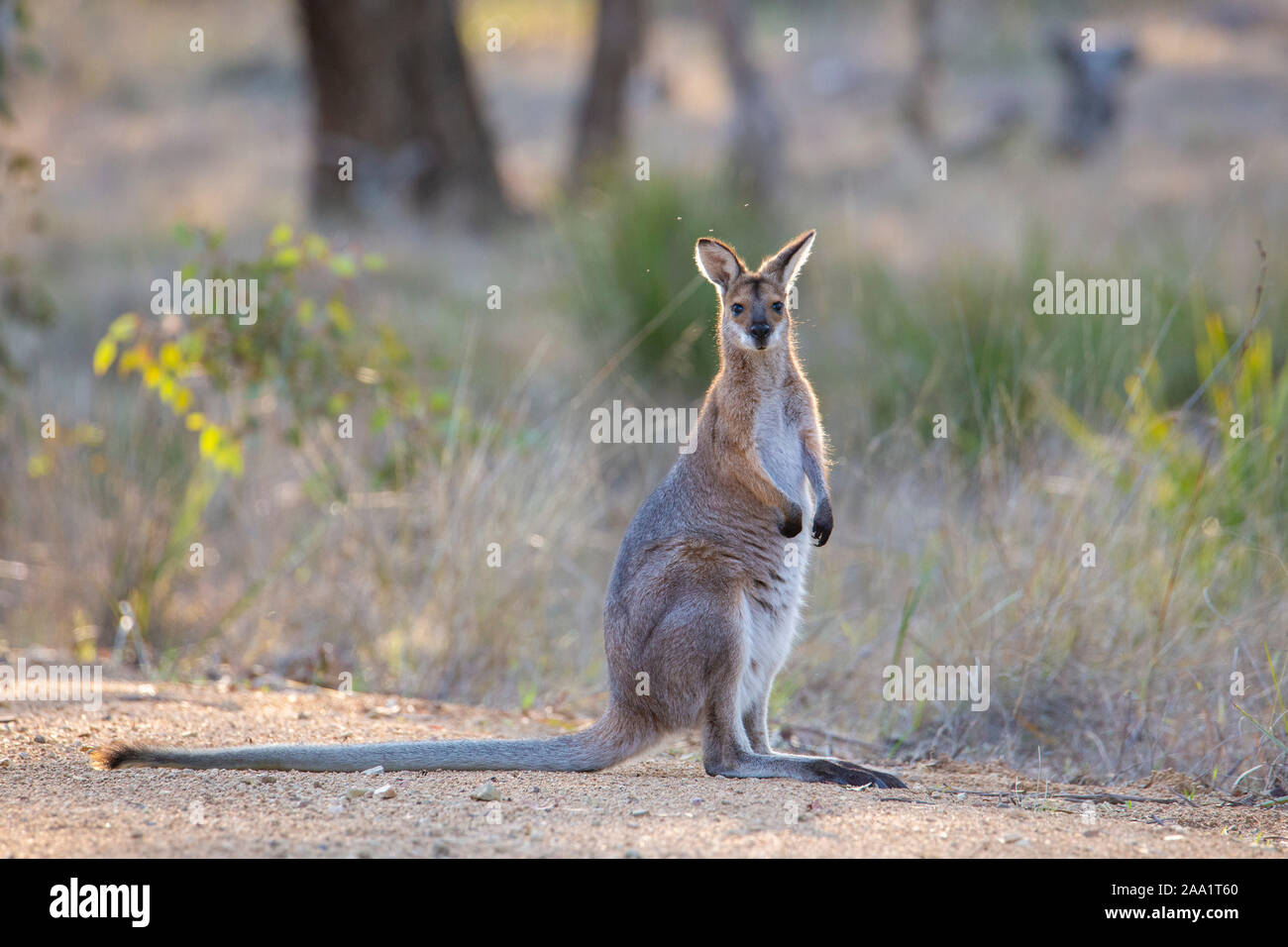 young Red-necked Wallaby (Macropus rufogriseus) on a dirt road in New South Wales, Australia Stock Photo