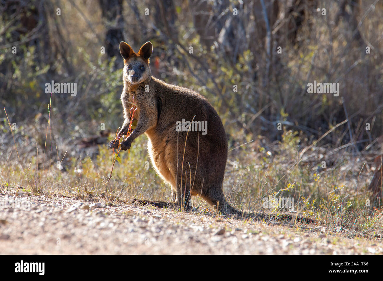Swamp Wallaby (Wallabia bicolor) , also known as Black Wallaby, Australia Stock Photo