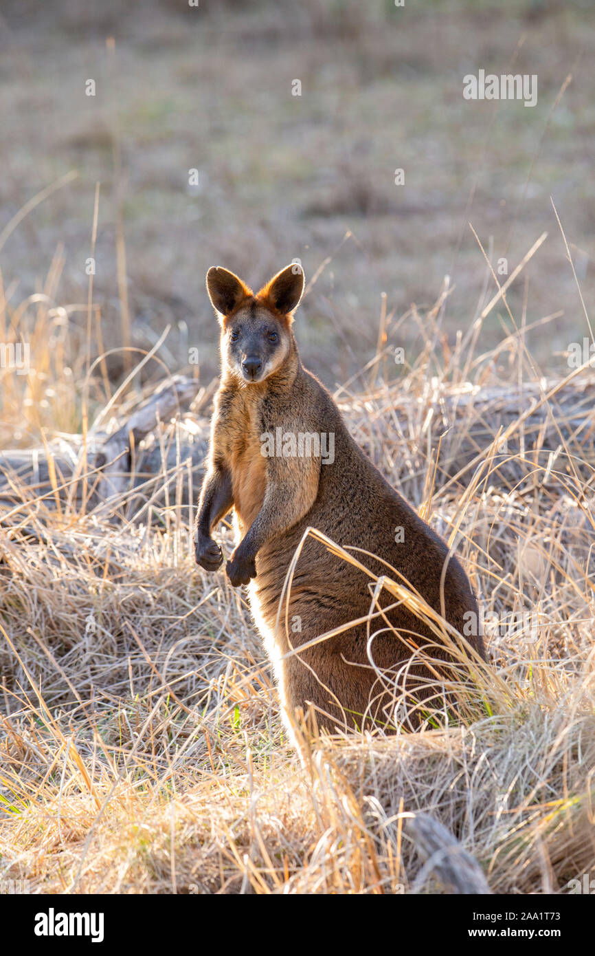 Swamp Wallaby (Wallabia bicolor) , also known as Black Wallaby, Australia Stock Photo