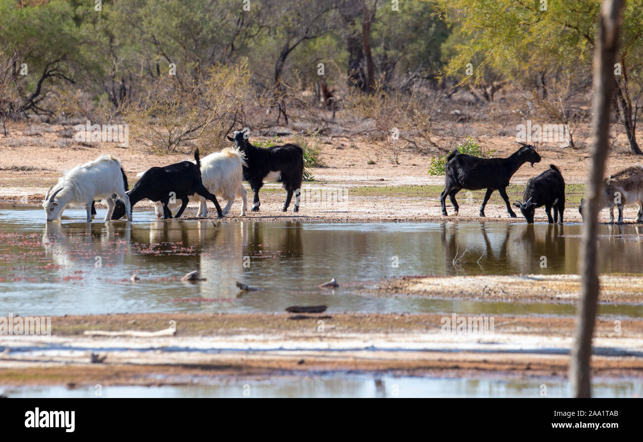 Feral goats drinking from a wetland after rain in outback Australia Stock Photo