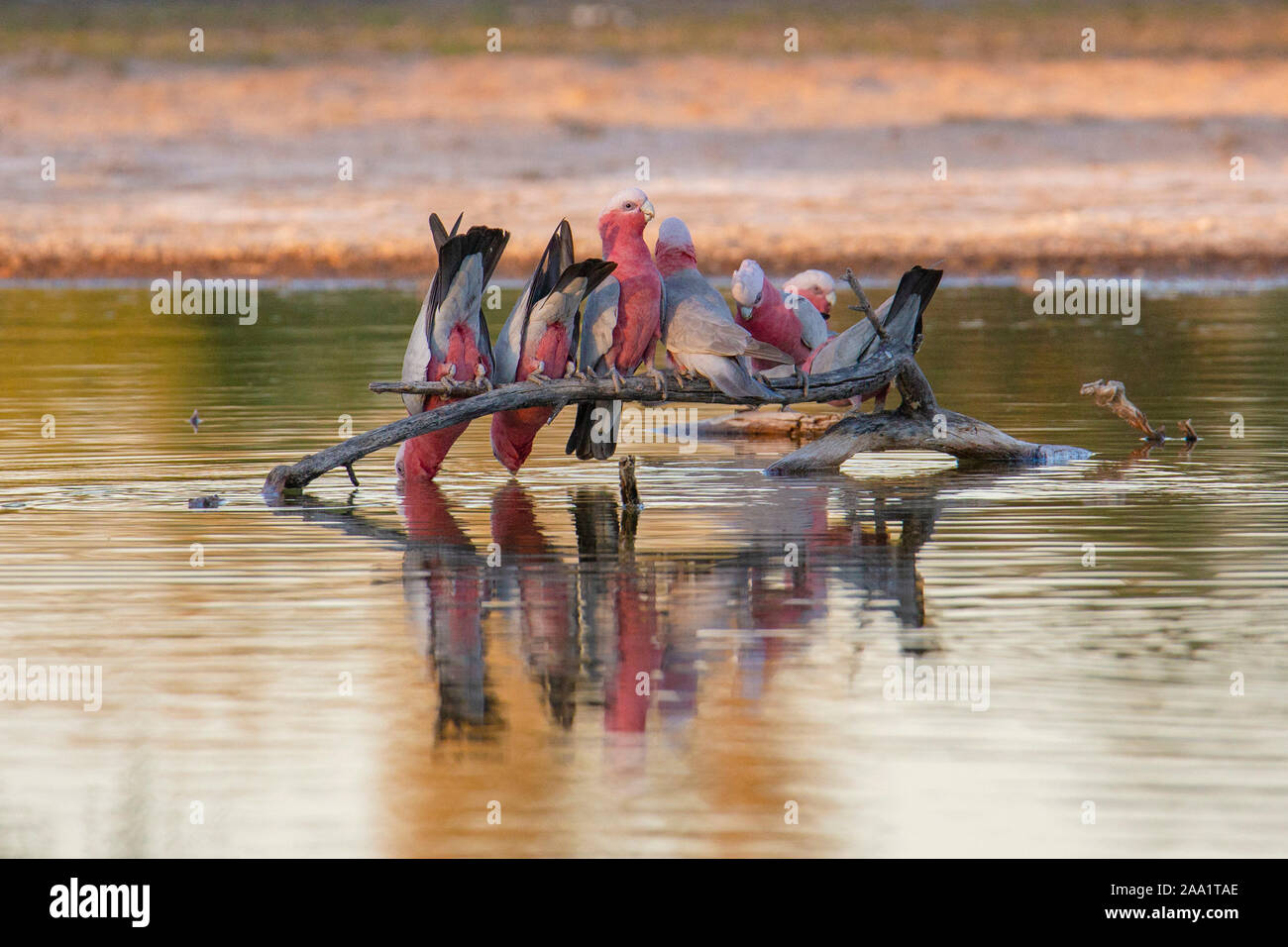 Flock of Galahs (Eolophus roseicapilla) drinking at a wetland in outback Australia Stock Photo