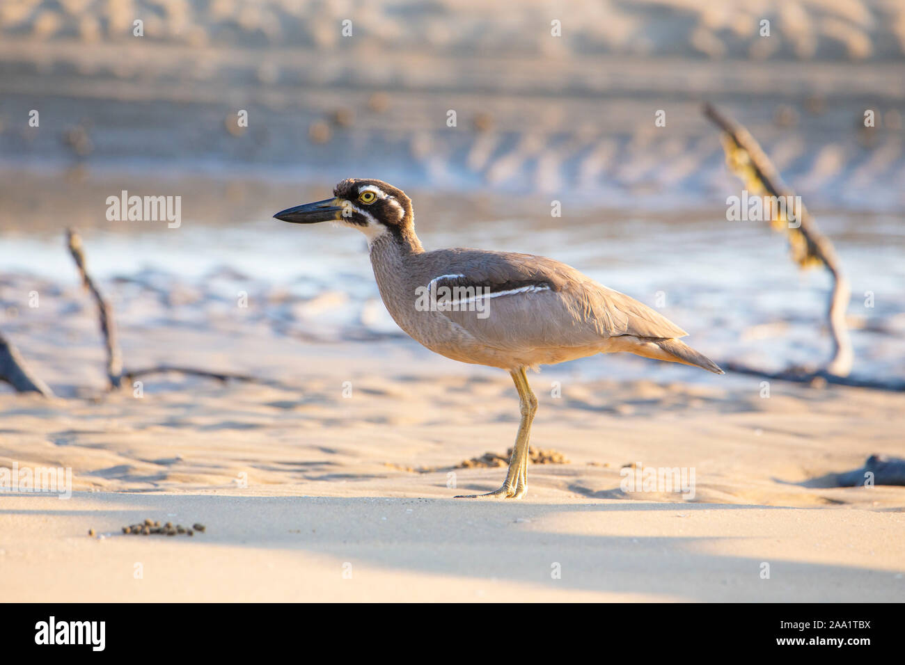 Beach Stone-curlew (Esacus magnirostris) also known as Beach Thick-knee on a beach in Queensland, Australia Stock Photo