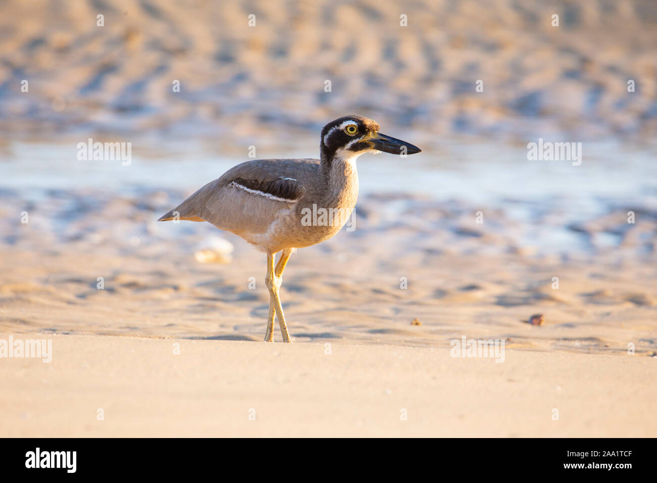 Beach Stone-curlew (Esacus magnirostris) also known as Beach Thick-knee on a beach in Queensland, Australia Stock Photo