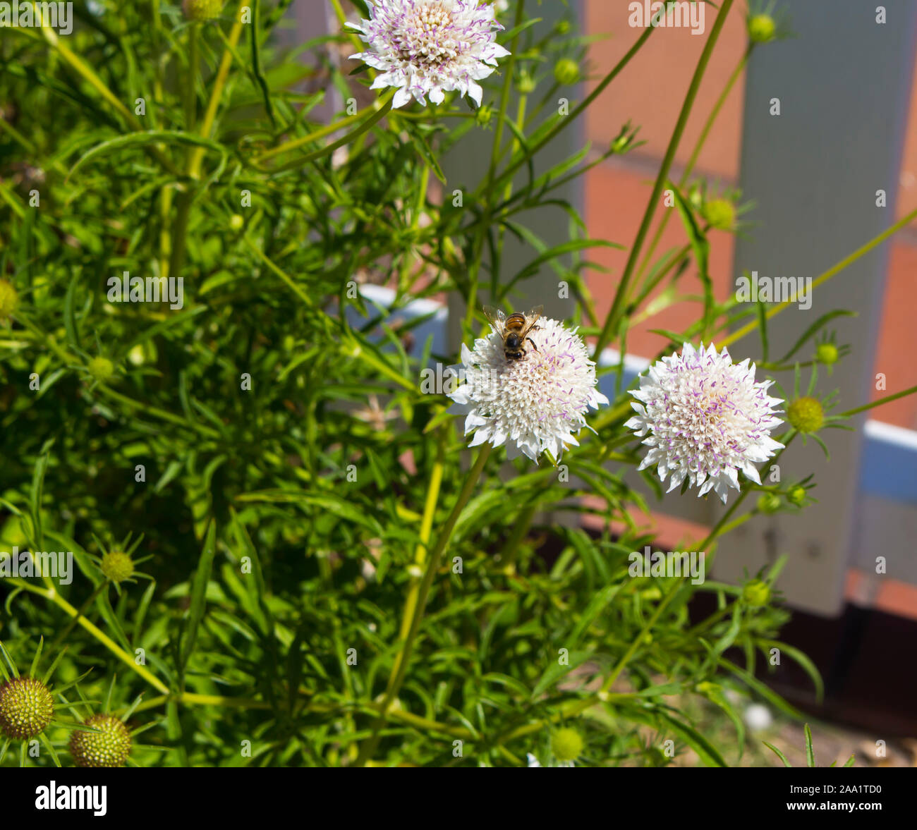 Scabiosa columbaria 'Pink Mist' - Horsford Gardens and Nursery