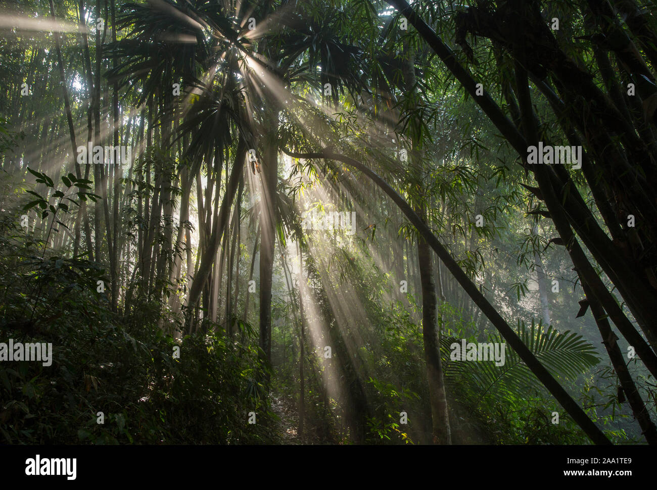 Sunlight and mist in lush tropical rainforest in Kaeng Krachan National Park, Thailand Stock Photo