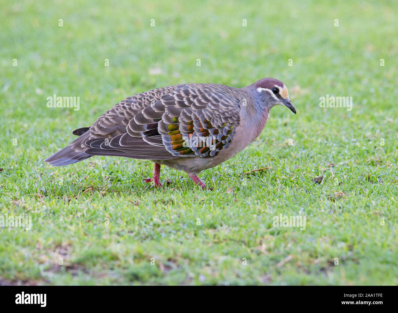 Common Bronzewing (Phaps chalcoptera) a type of native Australian pigeon with distinctive iridescent  wing feathers. Stock Photo