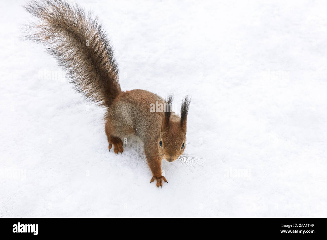 hungry little red squirrel searching for meal in winter park, closeup image Stock Photo