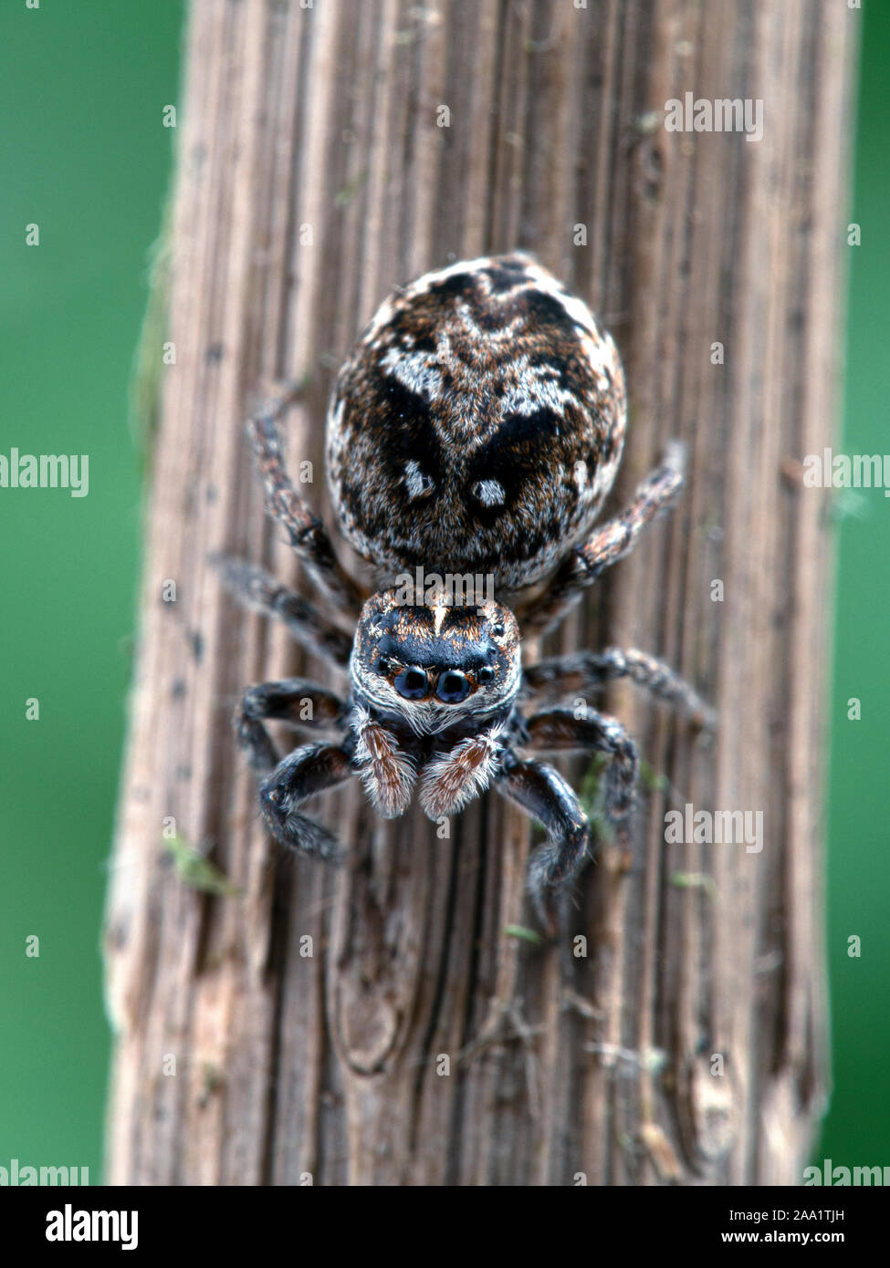 gravid female jumping spider, Calositticus floricola palustris, on a plant stem, facing the camera, vertical Stock Photo