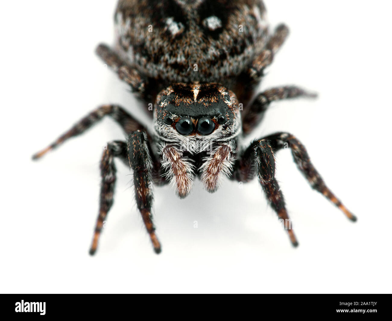 gravid female jumping spider, Calositticus floricola palustris, close-up view of face, isolated Stock Photo