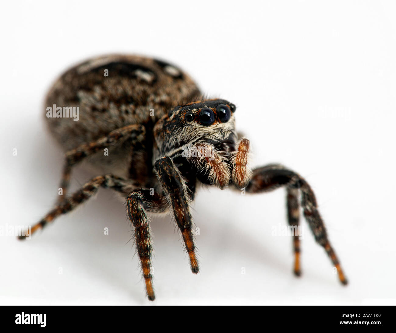gravid female jumping spider, Calositticus floricola palustris, close-up 3/4 view, isolated Stock Photo