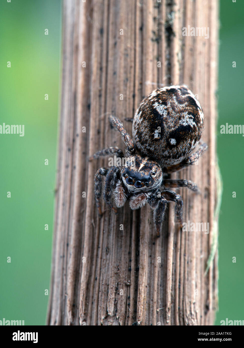 gravid female jumping spider, Calositticus floricola palustris, on a plant stem, vertical Stock Photo