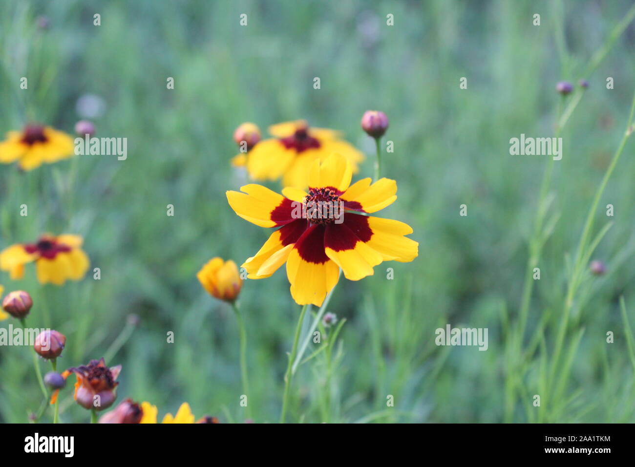 Korean flora hires stock photography and images Alamy