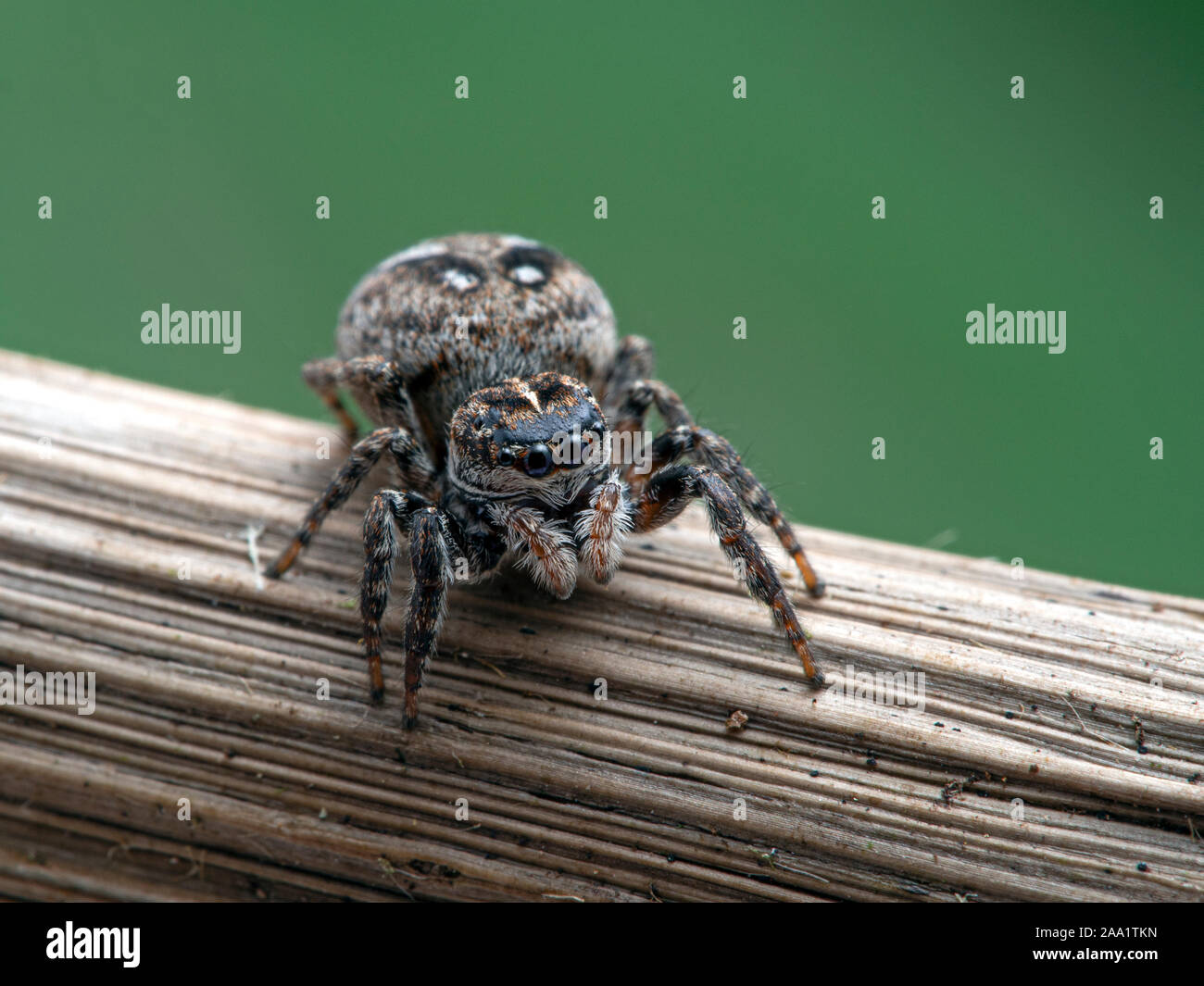 gravid female jumping spider, Calositticus floricola palustris, on a plant stem,facing camera Stock Photo