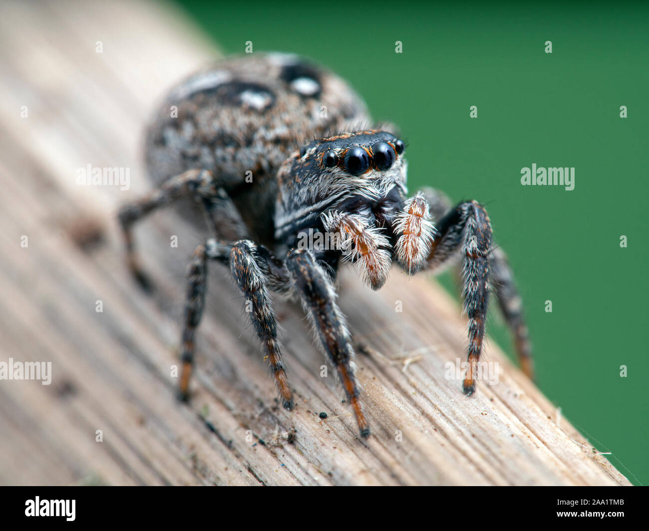 gravid female jumping spider, Calositticus floricola palustris, on a plant stem,  close-up 3/4 view Stock Photo
