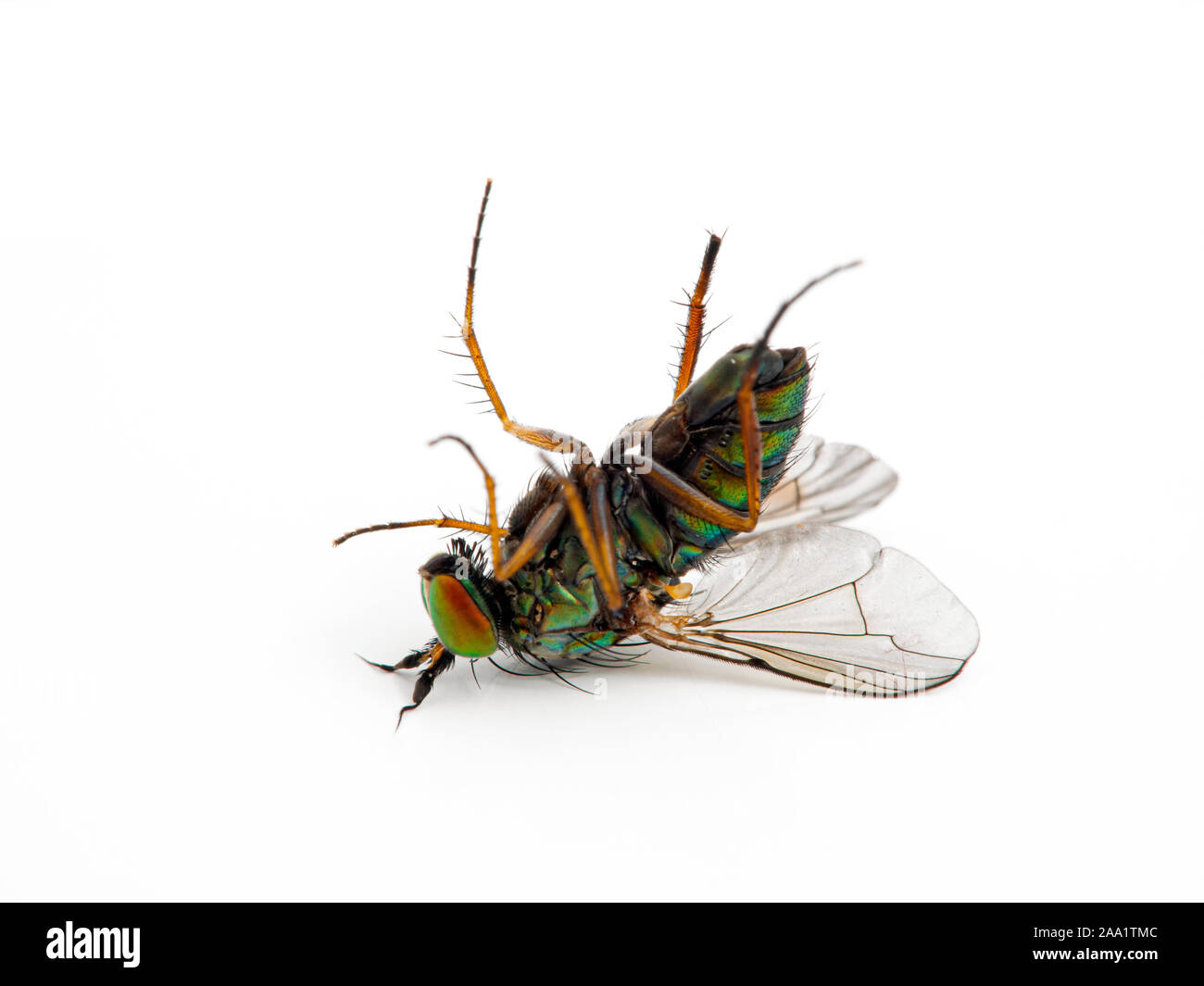 Very colorful dead male long-legged fly, Dolichopus crenatus, isolated Stock Photo