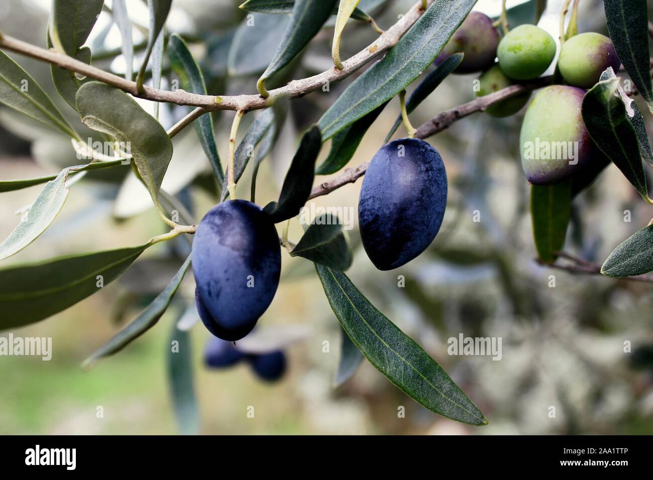 Koroneiki olives on olive tree in Messinia, Peloponnese, Greece. Stock Photo