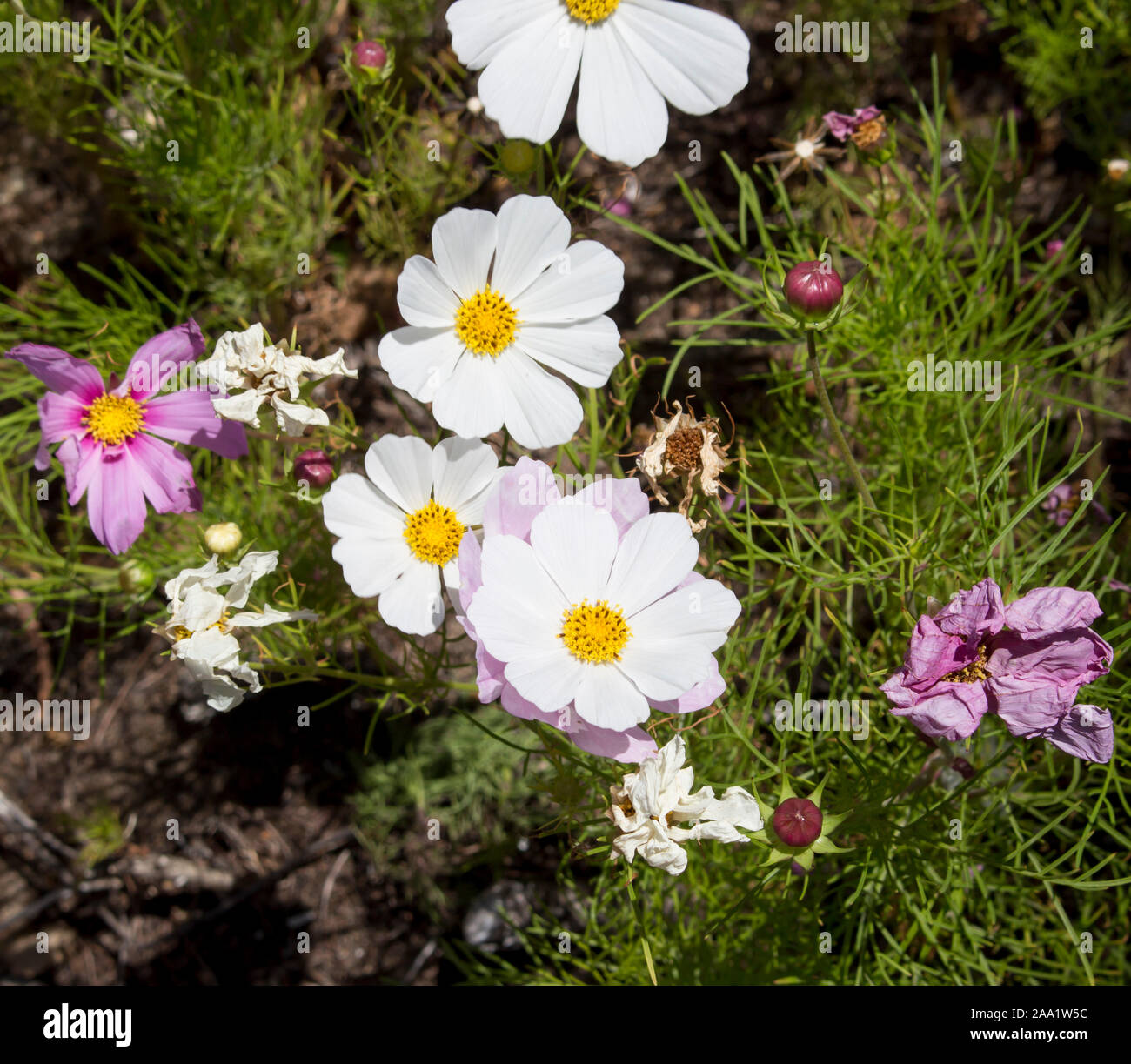 Cosmos Seeds Stock Photos Cosmos Seeds Stock Images Alamy