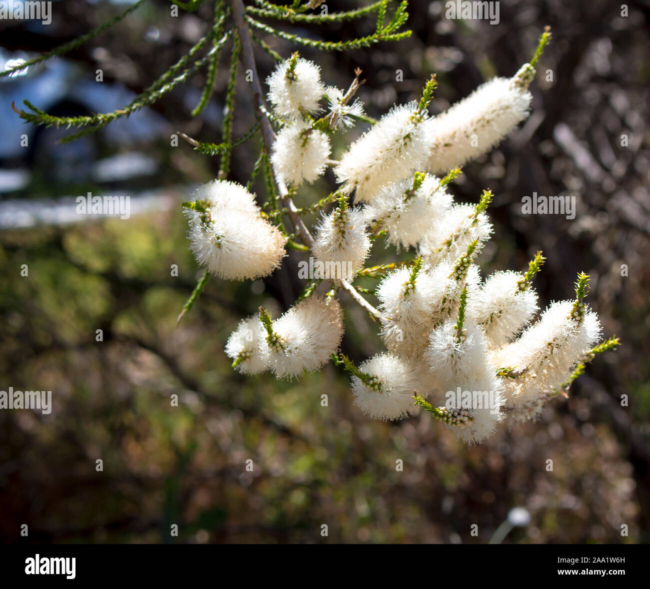 Fluffy white flowers of Australian Melaleuca linariifolia, snow-in-summer, narrow-leaved paperbark, or flax-leaved paperbark with dense broad dome. Stock Photo