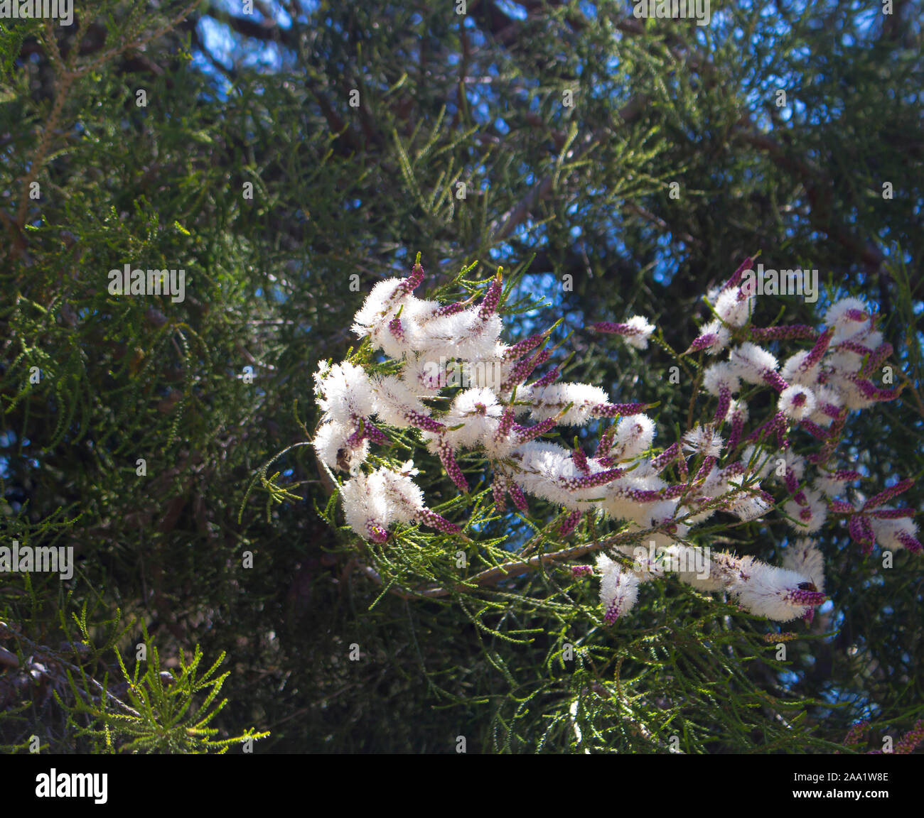 Fluffy white flowers of Australian Melaleuca linariifolia, snow-in-summer, narrow-leaved paperbark, or flax-leaved paperbark with dense broad dome. Stock Photo