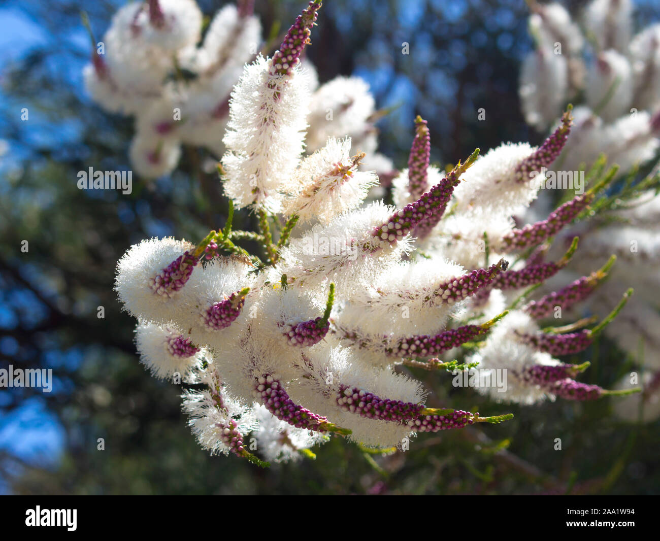 Fluffy white flowers of Australian Melaleuca linariifolia, snow-in-summer, narrow-leaved paperbark, or flax-leaved paperbark with dense broad dome. Stock Photo