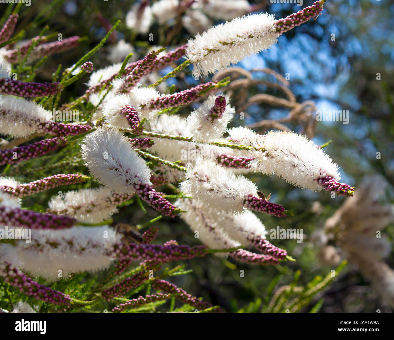 Fluffy white flowers of Australian Melaleuca linariifolia, snow-in-summer, narrow-leaved paperbark, or flax-leaved paperbark with dense broad dome. Stock Photo