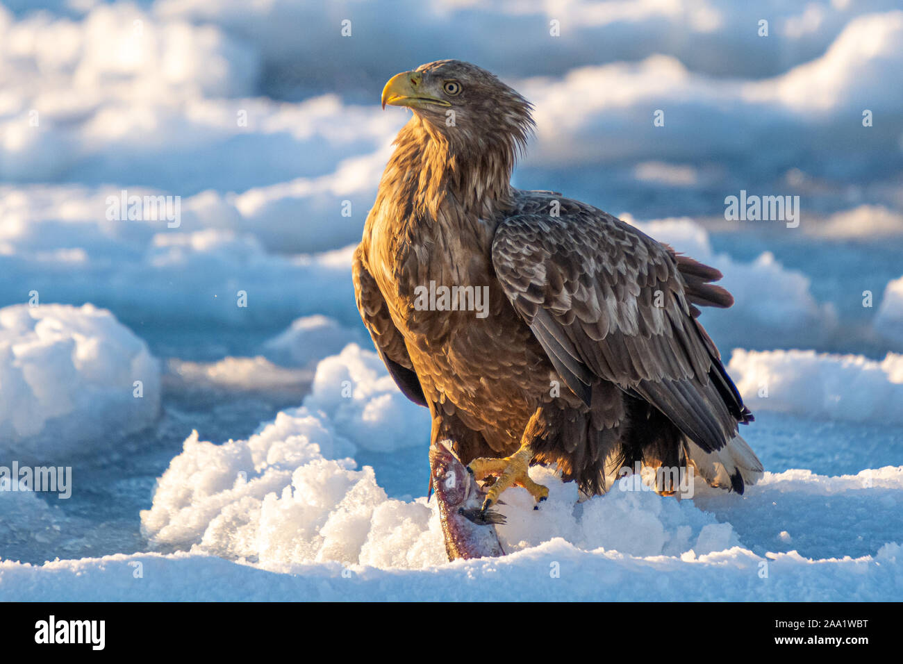 Japanese Sea Eagles with Fish in Rausu Hokkaido Stock Photo