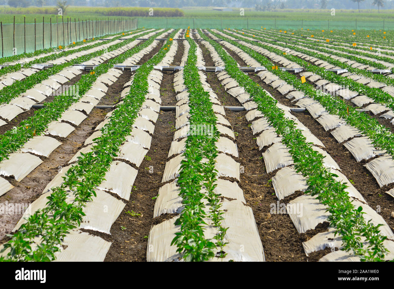 Chilli crops with mulching paper and drip irrigation system Stock Photo