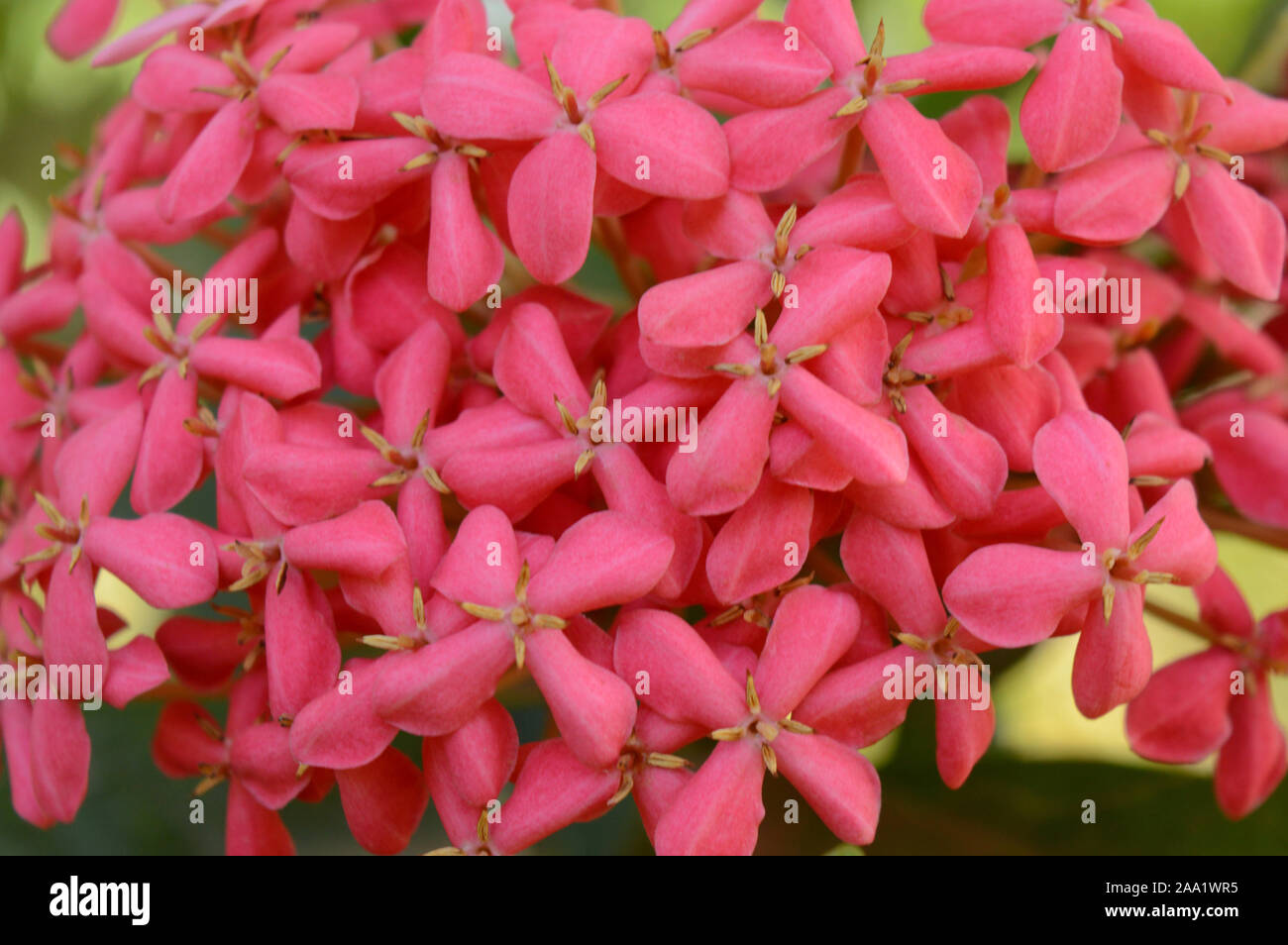Beautiful red flowers, Ixora coccinea, Pune, Maharashtra, India Stock Photo