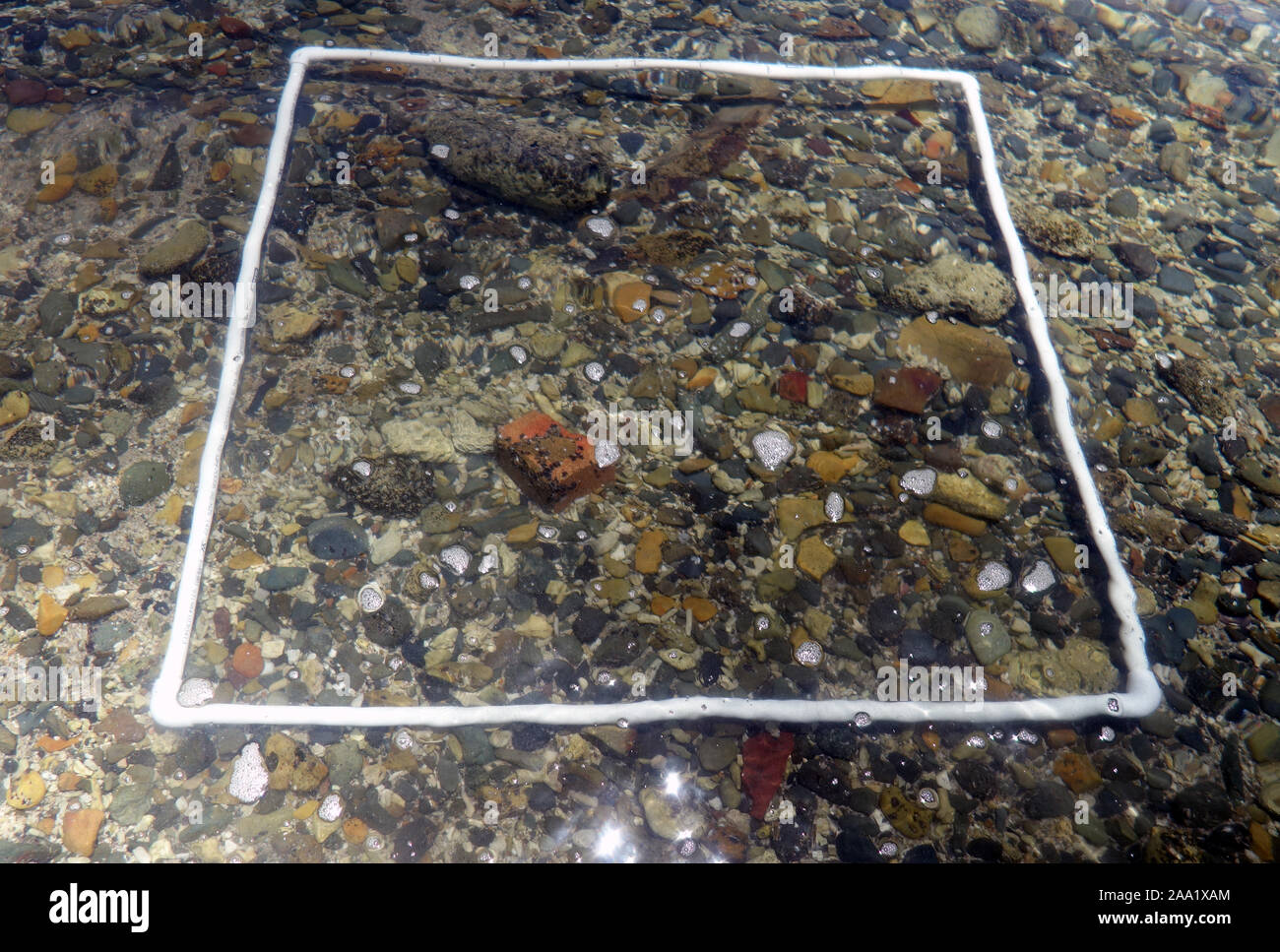 One metre -squared quadrat, used to make scientific assessments of percentage benthic cover, in shallow water Stock Photo