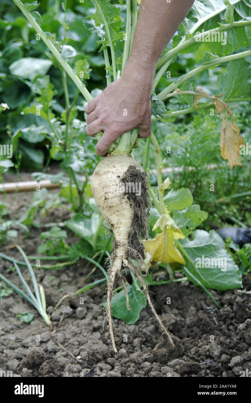 Ernten einer Rübe im Garten, Hand hält eine Rübe / Harvest of a beet, hand is holding a beet Stock Photo